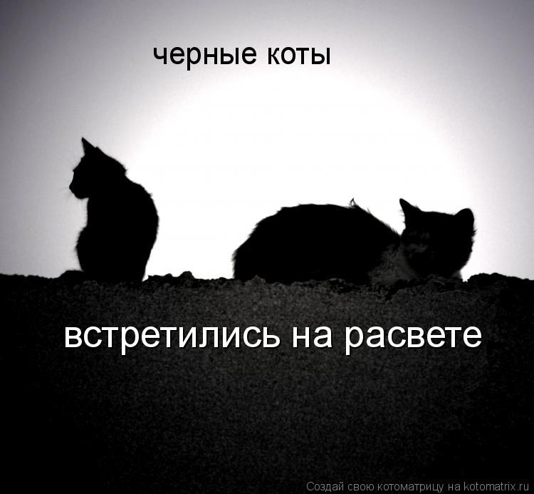 Котоматрица: черные коты встретились на расвете