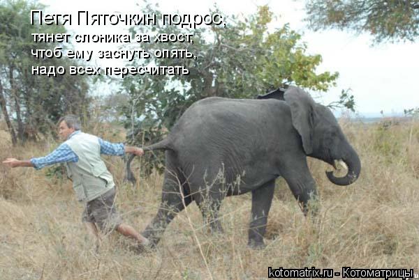 Петя Пяточкин подрос, тянет слоника за хвост, чтоб ему заснуть опять, надо всех пересчитать... Котоматрица: Петя Пяточкин подрос, тянет слоника за хвост, чтоб ему заснуть опять, надо всех пересчитать