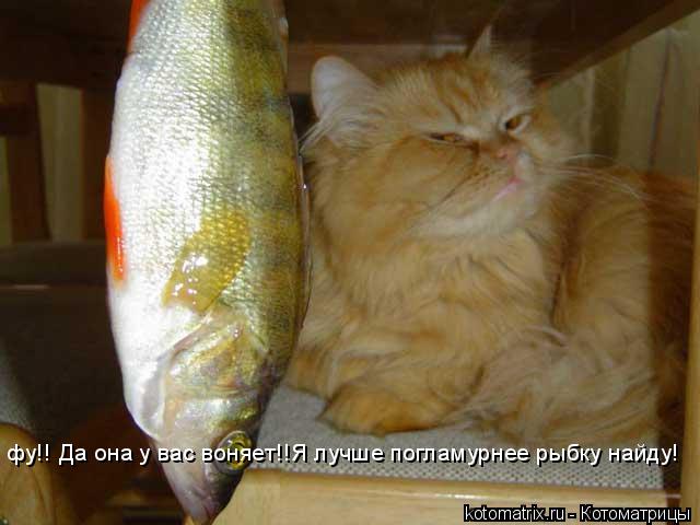 фу!! Да она у вас воняет!!Я лучше погламурнее рыбку найду!... Котоматрица: фу!! Да она у вас воняет!!Я лучше погламурнее рыбку найду!