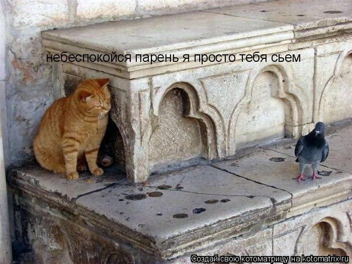 небеспокойся парень я просто тебя сьем... Котоматрица: небеспокойся парень я просто тебя сьем