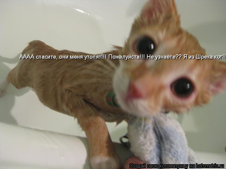 АААА спасите, они меня утопят!!! Пожалуйста!!! Не узнаёте?? Я из Шрека кот!!... Котоматрица: АААА спасите, они меня утопят!!! Пожалуйста!!! Не узнаёте?? Я из Шрека кот!!