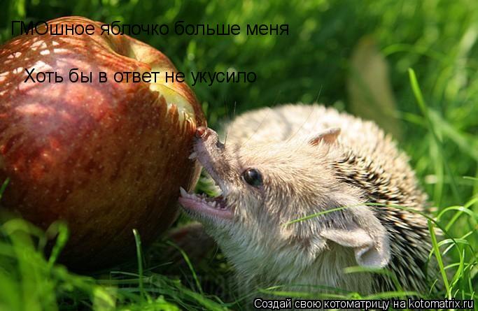 ГМОшное яблочко больше меня Хоть бы в ответ не укусило... Котоматрица: ГМОшное яблочко больше меня Хоть бы в ответ не укусило