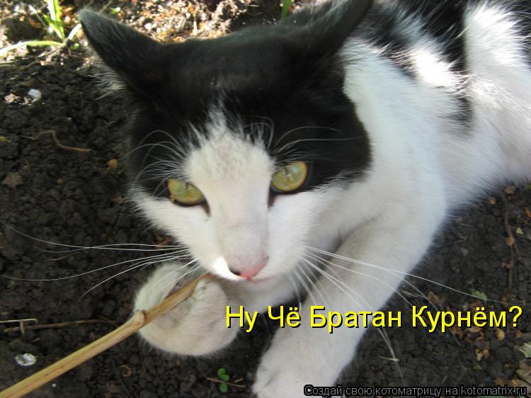 Ну Чё Братан Курнём?... Котоматрица: Ну Чё Братан Курнём?