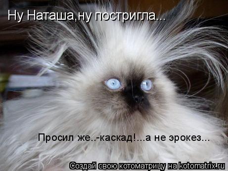 Ну Наташа,ну постригла... Просил же..-каскад!...а не эрокез...... Котоматрица: Ну Наташа,ну постригла... Просил же..-каскад!...а не эрокез...