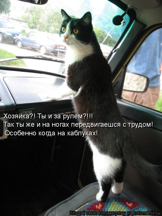 Хозяйка?! Ты и за рулем?!!! Так ты же и на ногах передвигаешся с трудом! Особенно когда на каблуках!... Котоматрица: Хозяйка?! Ты и за рулем?!!! Так ты же и на ногах передвигаешся с трудом! Особенно когда на каблуках!
