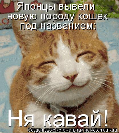 Ня кавай! Японцы вывели новую породу кошек под названием:... Котоматрица: Ня кавай! Японцы вывели новую породу кошек под названием: