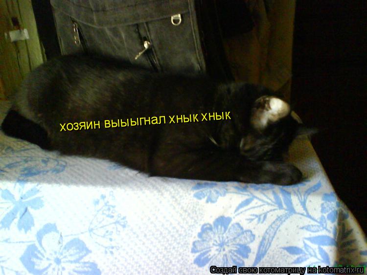 хозяин выыыгнал хнык хнык... Котоматрица: хозяин выыыгнал хнык хнык