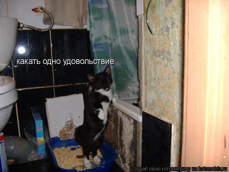 какать одно удовольствие... Котоматрица: какать одно удовольствие