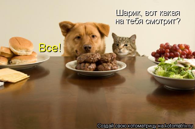 Шарик, вот какая на тебя смотрит? Все!... Котоматрица: Шарик, вот какая на тебя смотрит? Все!