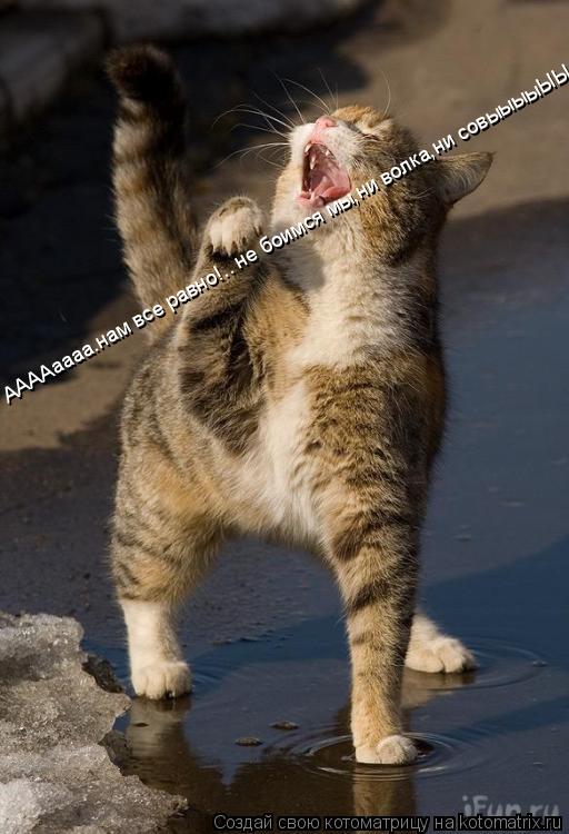 ААААаааа.нам все равно!.. не боимся мы,ни волка,ни совыыыыЫЫ..... Котоматрица: ААААаааа.нам все равно!.. не боимся мы,ни волка,ни совыыыыЫЫ..