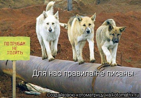 Для нас правила не писаны... Котоматрица: Для нас правила не писаны