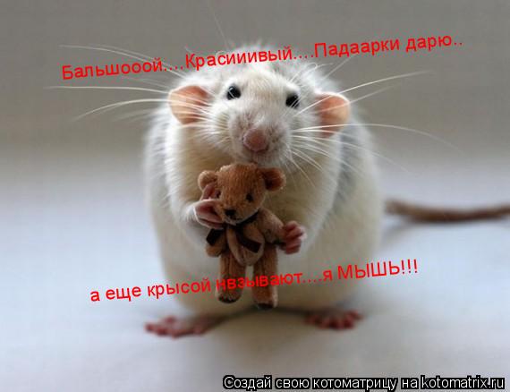 Бальшооой....Красииивый....Падаарки дарю.. а еще крысой нвзывают....я МЫШЬ!!!... Котоматрица: Бальшооой....Красииивый....Падаарки дарю.. а еще крысой нвзывают....я МЫШЬ!!!