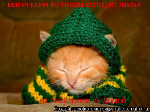 Котоматрица: маленьким котяткам холодно зимой из лесу взяли их домой