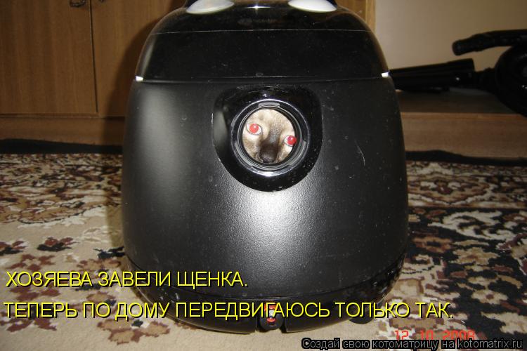 Котоматрица: ТЕПЕРЬ ПО ДОМУ ПЕРЕДВИГАЮСЬ ТОЛЬКО ТАК. ХОЗЯЕВА ЗАВЕЛИ ЩЕНКА.