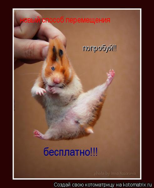 Котоматрица: новый способ перемещения попробуй!! бесплатно!!!
