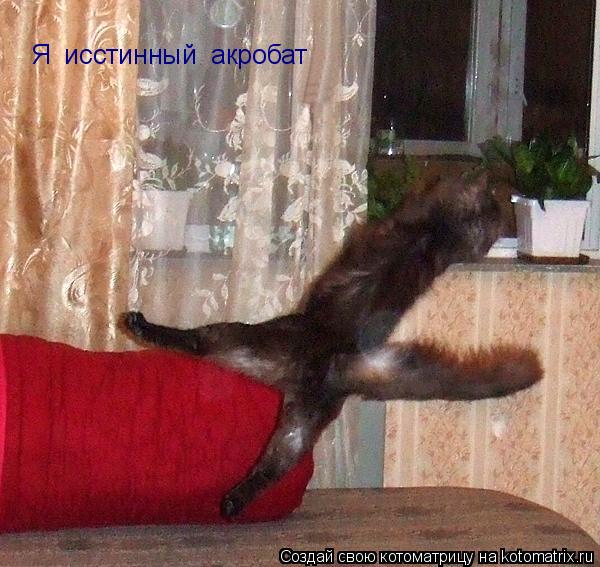 Котоматрица: Я  исстинный  акробат