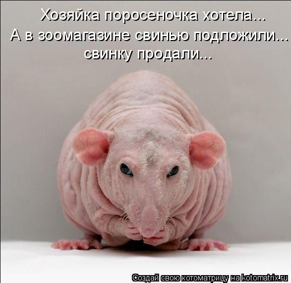 Котоматрица: Хозяйка поросеночка хотела... А в зоомагазине свинью подложили...  свинку продали...