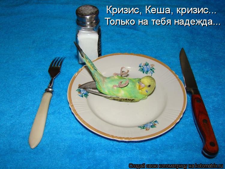 Котоматрица: Кризис, Кеша, кризис...  Только на тебя надежда...