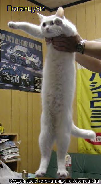 Котоматрица: Потанцуем Потанцуем