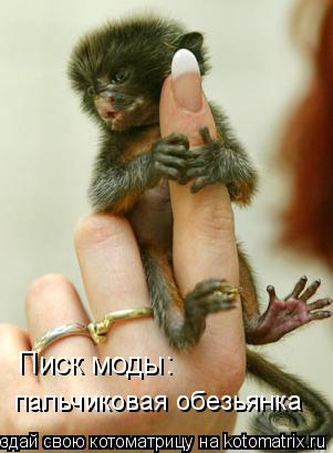 Котоматрица: Писк моды: пальчиковая обезьянка