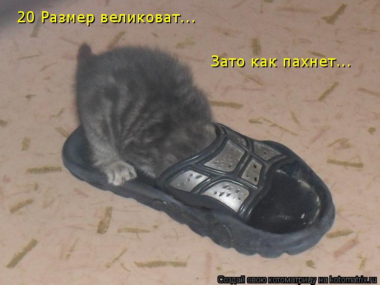 Котоматрица: 20 Размер великоват... Зато как пахнет...