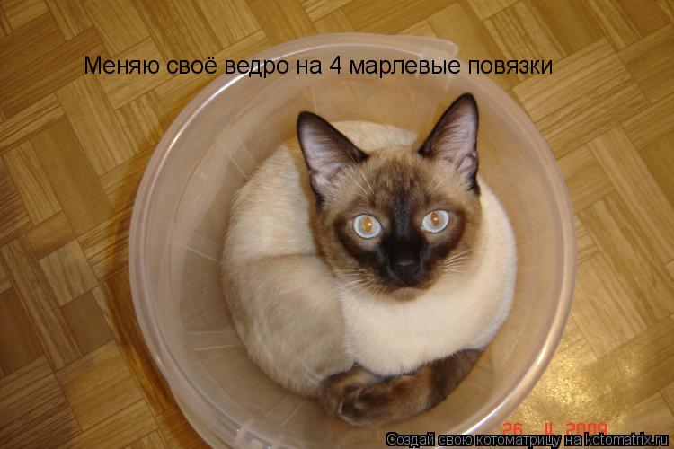 Котоматрица: Меняю своё ведро на 4 марлевые повязки