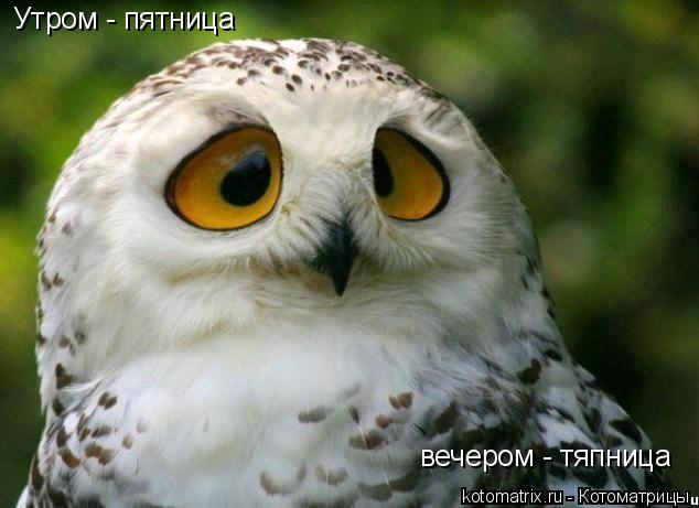 Котоматрица: Утром - пятница вечером - тяпница