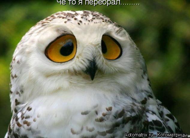 Котоматрица: Чё то я перебрал.........