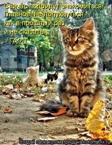 Котоматрица: Главное, не лопухнуться  как в прошлый раз и не сказать:  - ГА?!! Сейчас подойдут знакомиться!