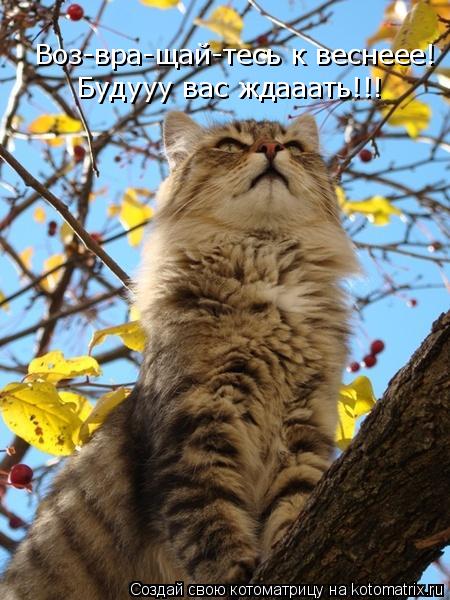 Котоматрица: Воз-вра-щай-тесь к веснеее! Будууу вас ждааать!!!