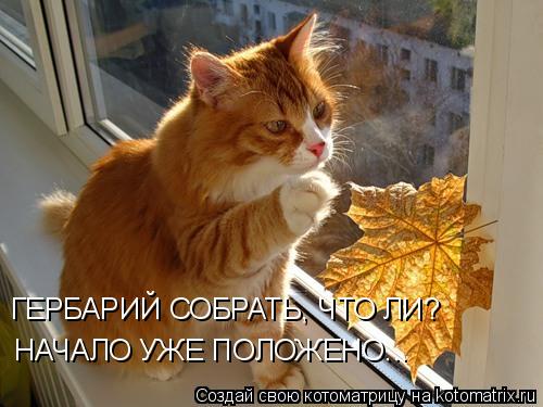 Котоматрица: НАЧАЛО УЖЕ ПОЛОЖЕНО... ГЕРБАРИЙ СОБРАТЬ, ЧТО ЛИ?