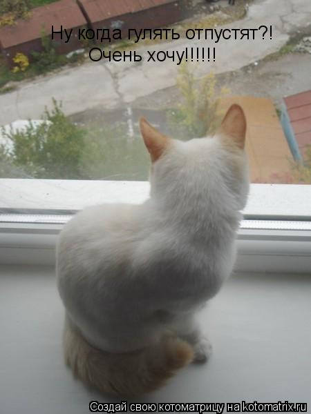 Котоматрица: Ну когда гулять отпустят?! Очень хочу!!!!!!