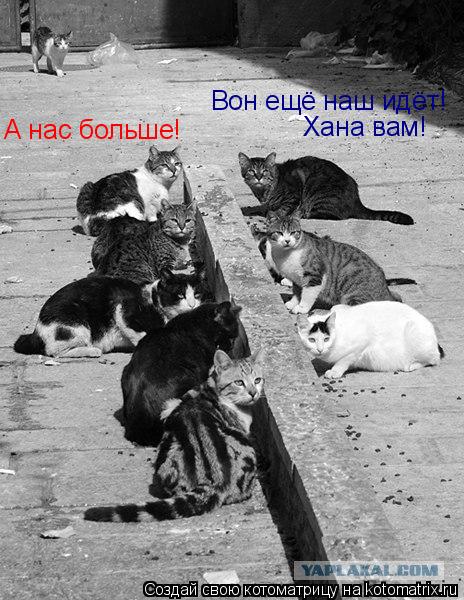 Котоматрица: Вон ещё наш идёт! А нас больше! Хана вам!