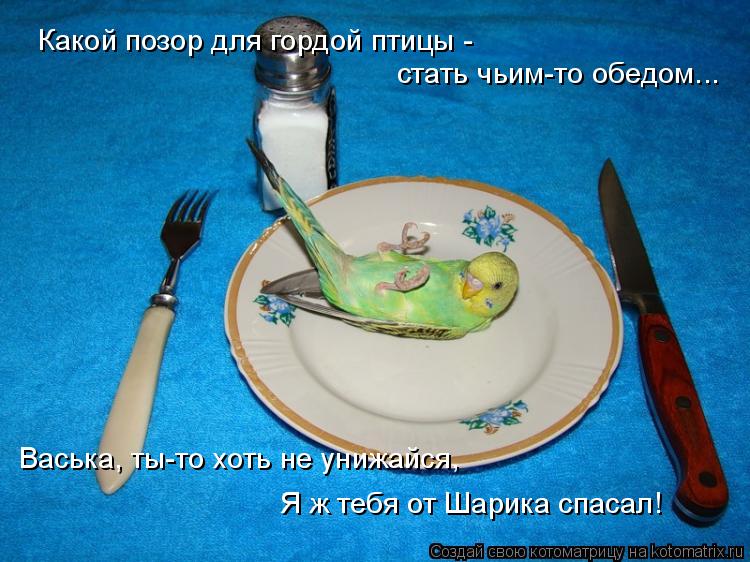 Котоматрица: Какой позор для гордой птицы - стать чьим-то обедом... Васька, ты-то хоть не унижайся, Я ж тебя от Шарика спасал!