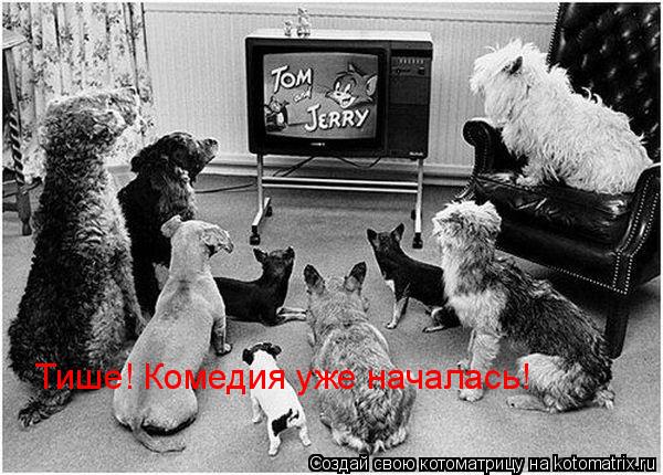 Котоматрица: Тише! Комедия уже началась!