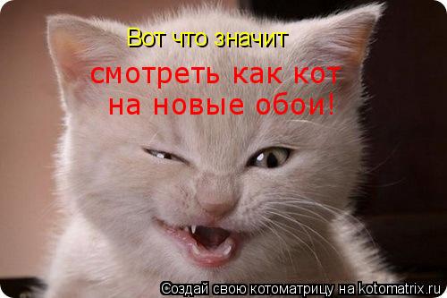Вот что значит смотреть как кот на новые обои!... Котоматрица: Вот что значит смотреть как кот на новые обои!