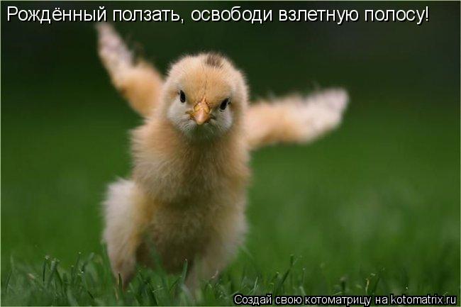 Рождённый ползать, освободи взлетную полосу!... Котоматрица: Рождённый ползать, освободи взлетную полосу!