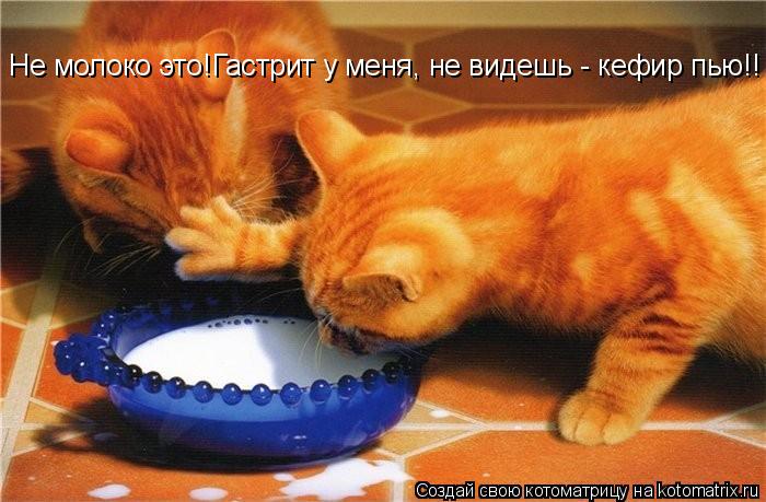 Не молоко это!Гастрит у меня, не видешь - кефир пью!!... Котоматрица: Не молоко это!Гастрит у меня, не видешь - кефир пью!!