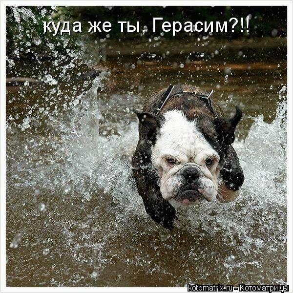 Котоматрица: куда же ты, Герасим?!!