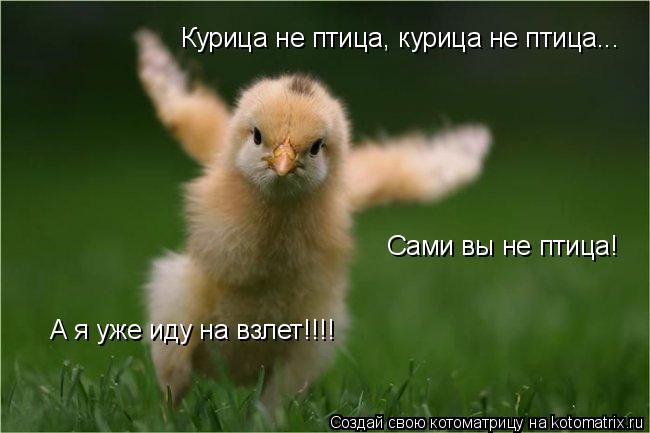 Курица не птица, курица не птица... Сами вы не птица! А я уже иду на взлет!!!!... Котоматрица: Курица не птица, курица не птица... Сами вы не птица! А я уже иду на взлет!!!!