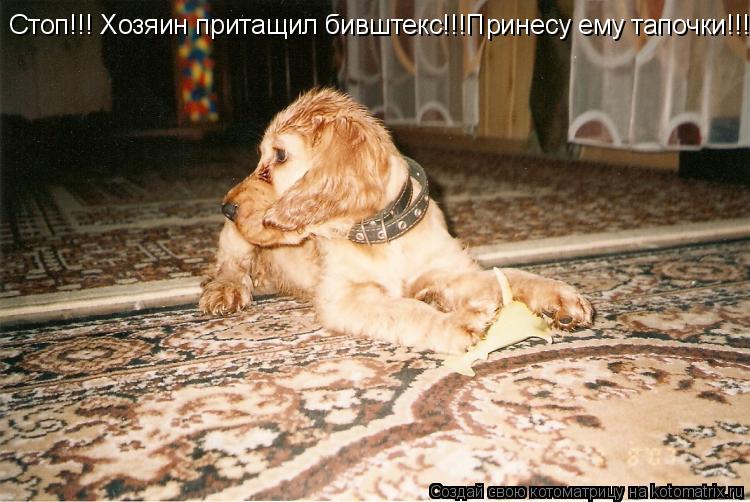 Котоматрица: Стоп!!! Хозяин притащил бивштекс!!!Принесу ему тапочки!!!