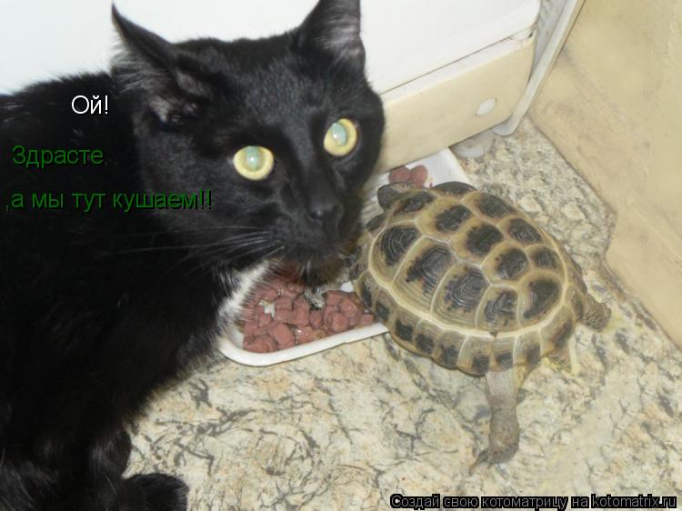 Ой! Здрасте ,а мы тут кушаем!!... Котоматрица: Ой! Здрасте ,а мы тут кушаем!!