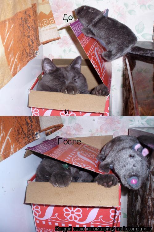 Котоматрица: До и После