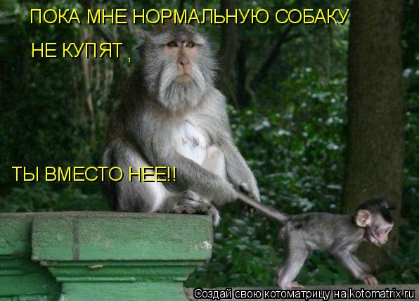 ПОКА МНЕ НОРМАЛЬНУЮ СОБАКУ НЕ КУПЯТ , ТЫ ВМЕСТО НЕЕ!!... Котоматрица: ПОКА МНЕ НОРМАЛЬНУЮ СОБАКУ НЕ КУПЯТ , ТЫ ВМЕСТО НЕЕ!!