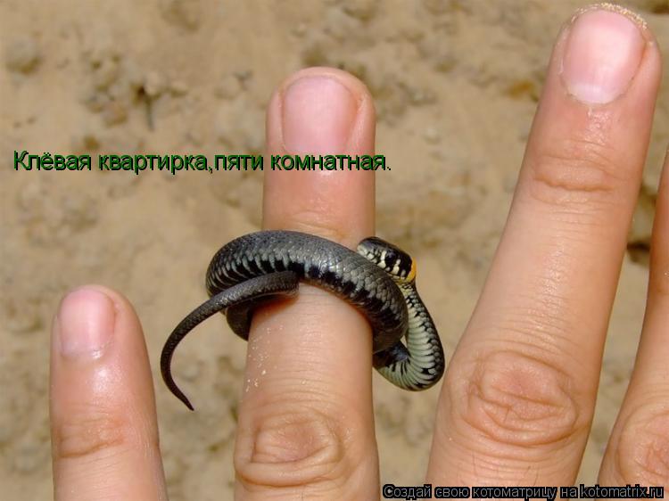Котоматрица: Клёвая квартирка,пяти комнатная.