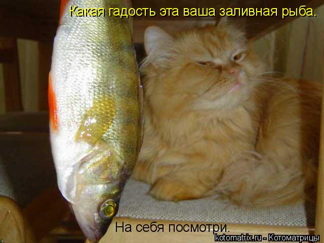 Котоматрица: На себя посмотри. Какая гадость эта ваша заливная рыба.