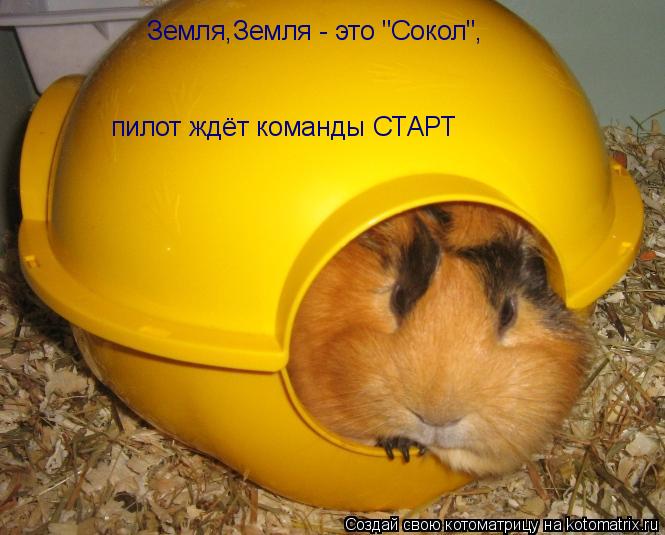 Земля,Земля - это "Сокол", пилот ждёт команды СТАРТ... Котоматрица: Земля,Земля - это "Сокол", пилот ждёт команды СТАРТ