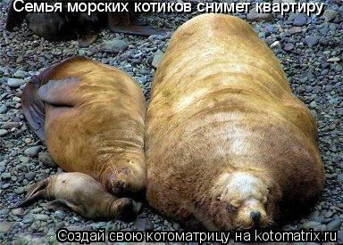 Котоматрица: Семья морских котиков снимет квартиру