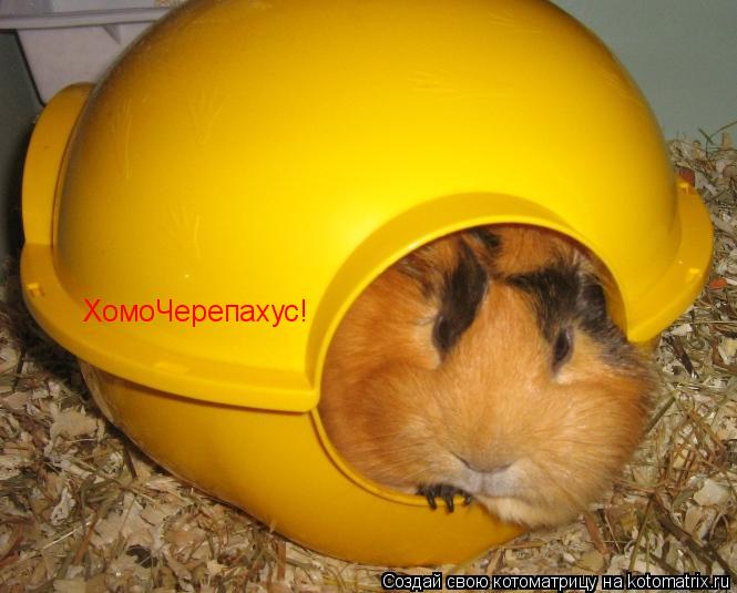 Котоматрица: ХомоЧерепахус!