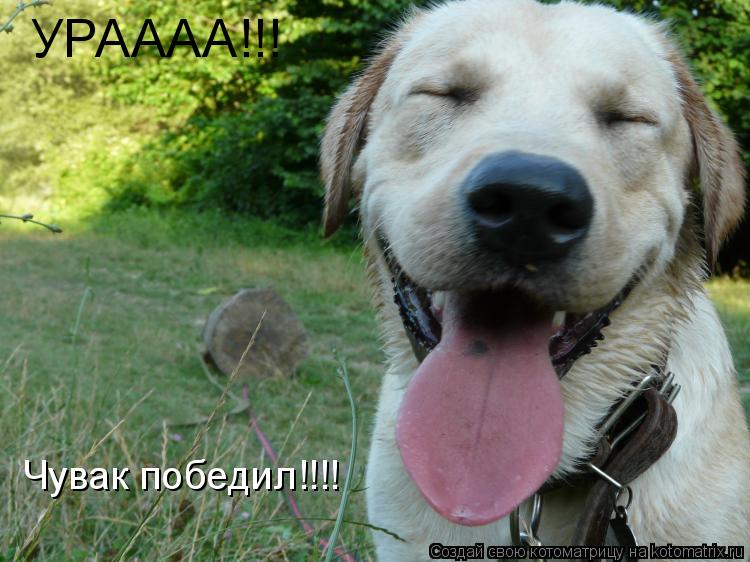 Котоматрица: УРАААА!!! Чувак победил!!!!